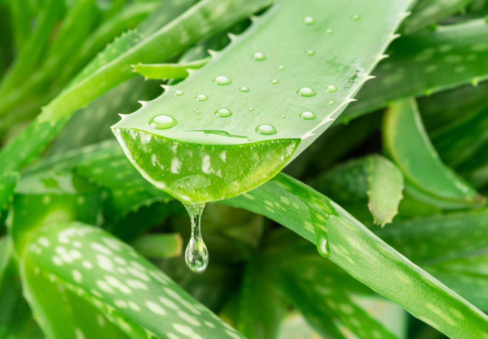 Aloe vera: Gel iz listova aloe vere poznat je po snažnom umirujućem i regenerirajućem djelovanju. Hladi kožu, smanjuje crvenilo i ubrzava zacjeljivanje oštećenih slojeva epiderme. Osim toga, sadrži vitamine A, C i E, koji dodatno pomažu u obnovi kože i sprečavanju isušivanja.