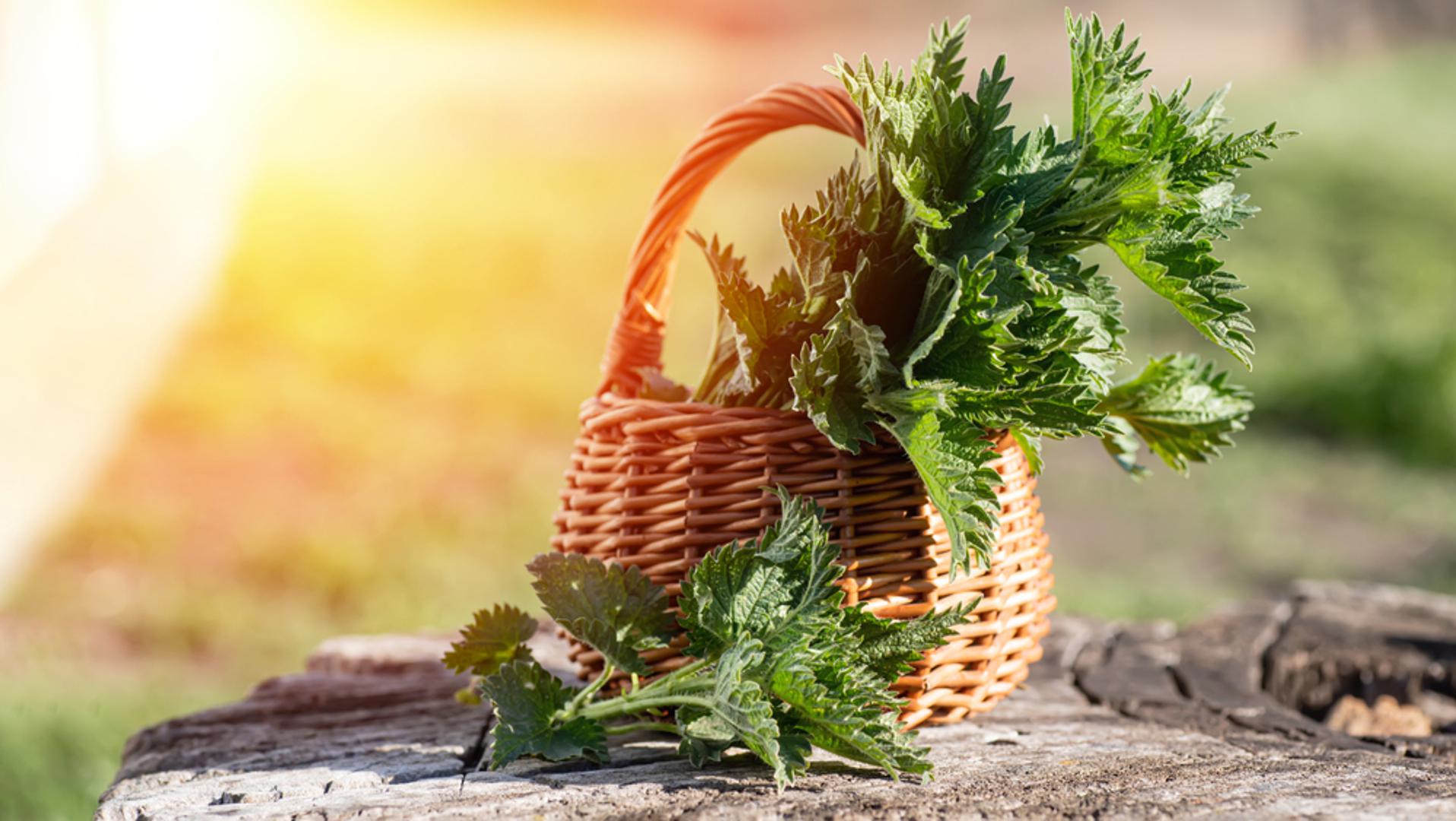 Kopriva je biljka koju mnogi vrtlari na prvi pogled doživljavaju kao običan korov kojeg se treba što prije riješiti. Zbog žarećih listova i brzog širenja često nije omiljena, no njezina vrijednost u vrtu puno je veća nego što se misli. U prirodnom vrtlarstvu kopriva već dugo ima posebno mjesto jer može pomoći i biljkama i tlu. 