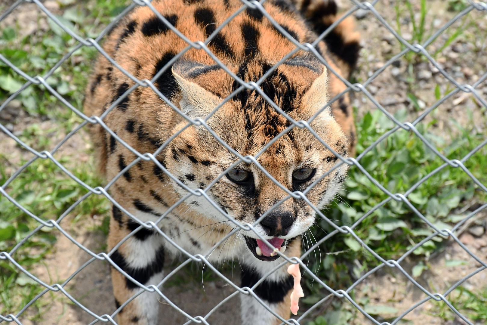 Novi stanovnici zoološkog vrta već su se udomaćili u svoj novi dom.
