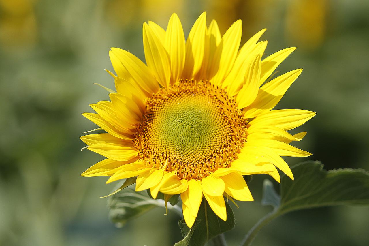 suncokret
