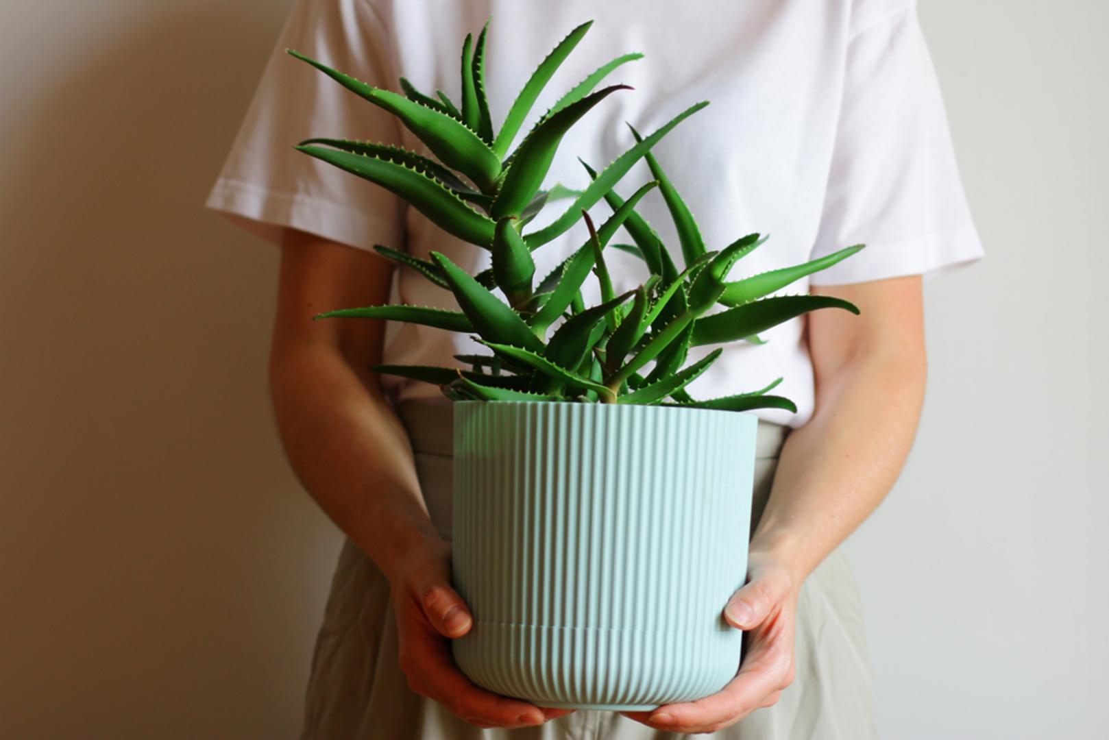 Aloe vera: Osim što pročišćava zrak i njeguje kožu, vjeruje se da ova ljekovita biljka donosi pozitivnu energiju i zaštitu. U mnogim domovima postaje simbol zdravlja i vitalnosti. Postoji vjerovanje da biljka upija negativne vibracije i štiti ukućane.