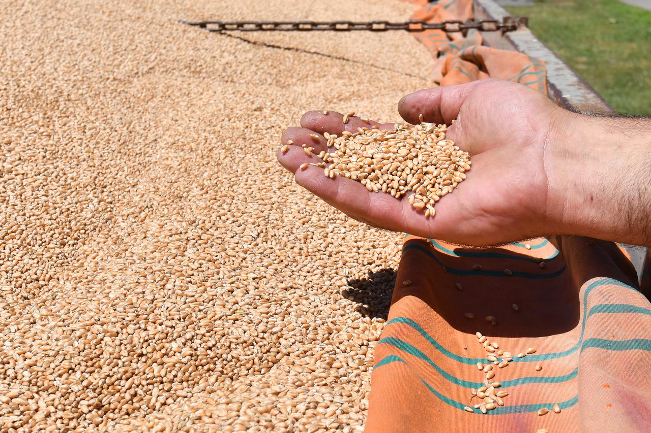 Male kolone za otkup pšenice ispred Čakovečkih mlinova