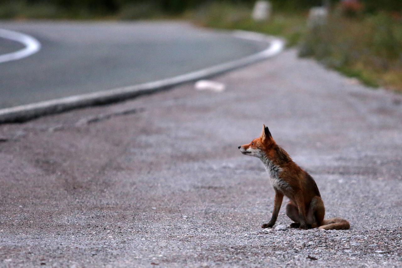 Gornje Jelenje: Lisica promatra automobile na staroj cesti Rijeka - Zagreb na predjelu Kamenjak