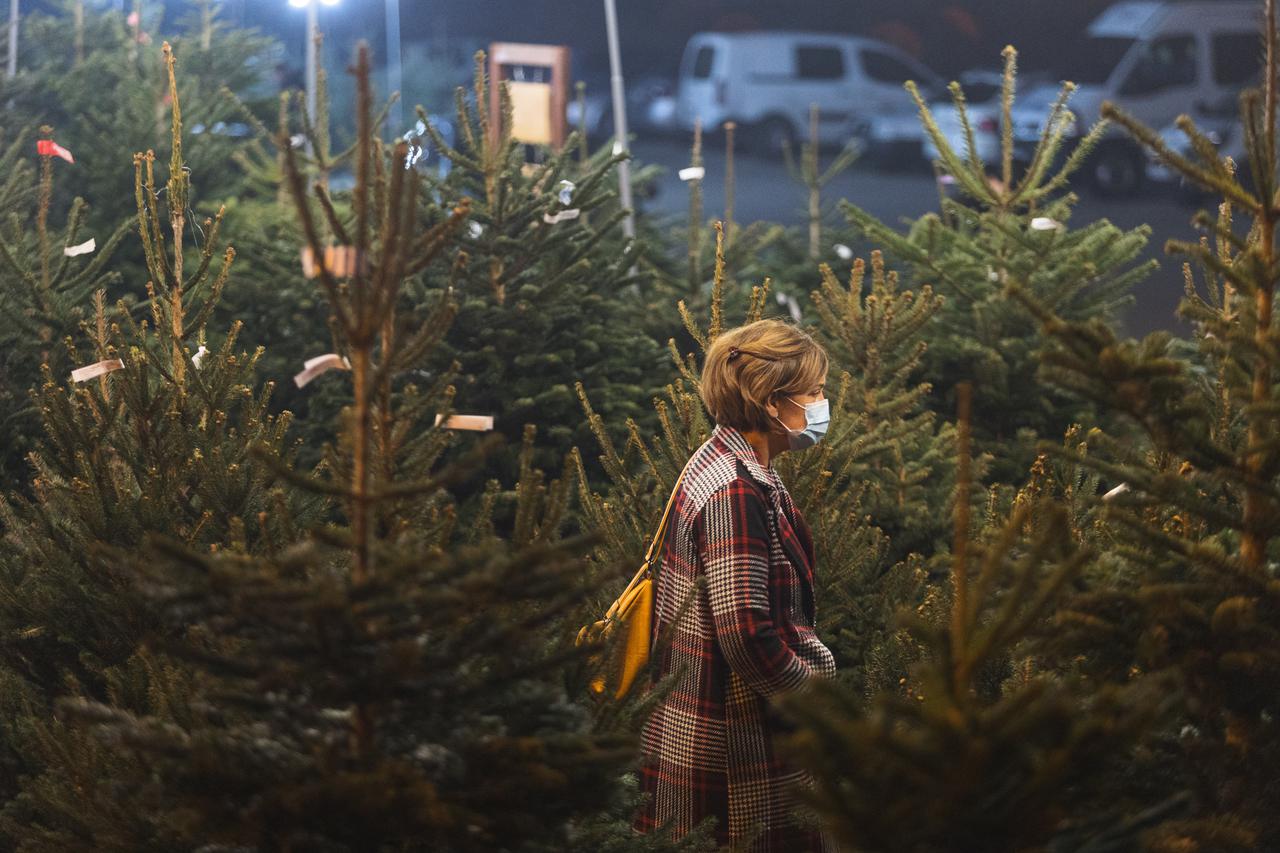 Počela prodaja božićnih drvaca u Zadru