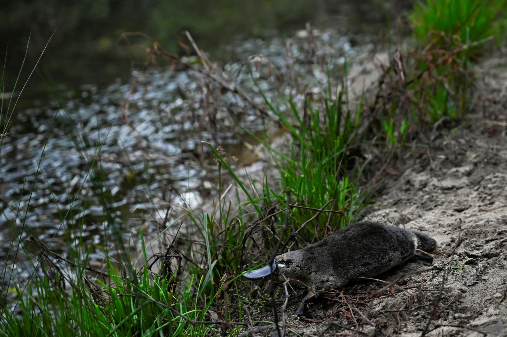 A platypus moves toward the Hacking River after being released by Scientists back into Sydney's Royal National Park for the first time in over fifty years, in Sydney, Australia, May 12, 2023.  REUTERS/Jaimi Joy Photo: JAIMI JOY/REUTERS