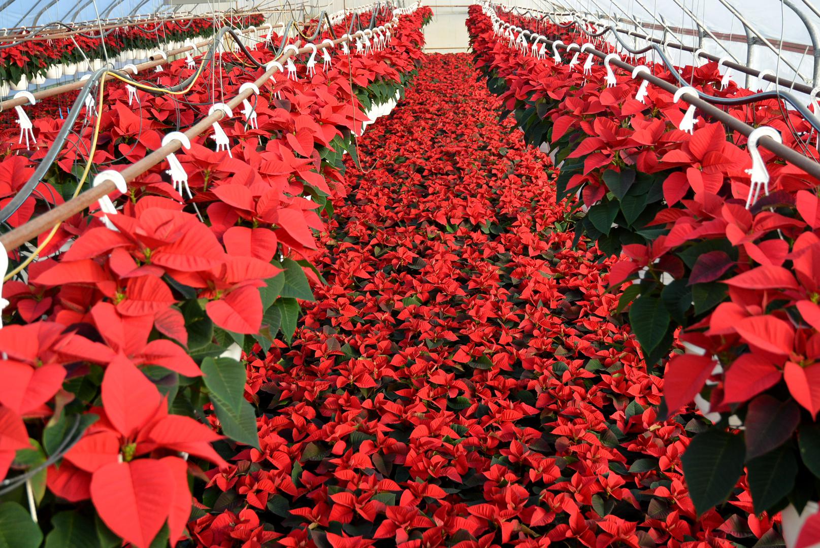 Želite li ukloniti oštećene i starije listove, trebate odrezati peteljku lista 2 cm od izbojka. Ostatak peteljke se sam osuši i otpadne, a na tom se mjestu stvara pravo tkivo i nema opasnosti od ulaska štetnih organizama. Sok u biljci jako je otrovan pa, kad je režete, na ruke stavite rukavice jer nadražuje kožu