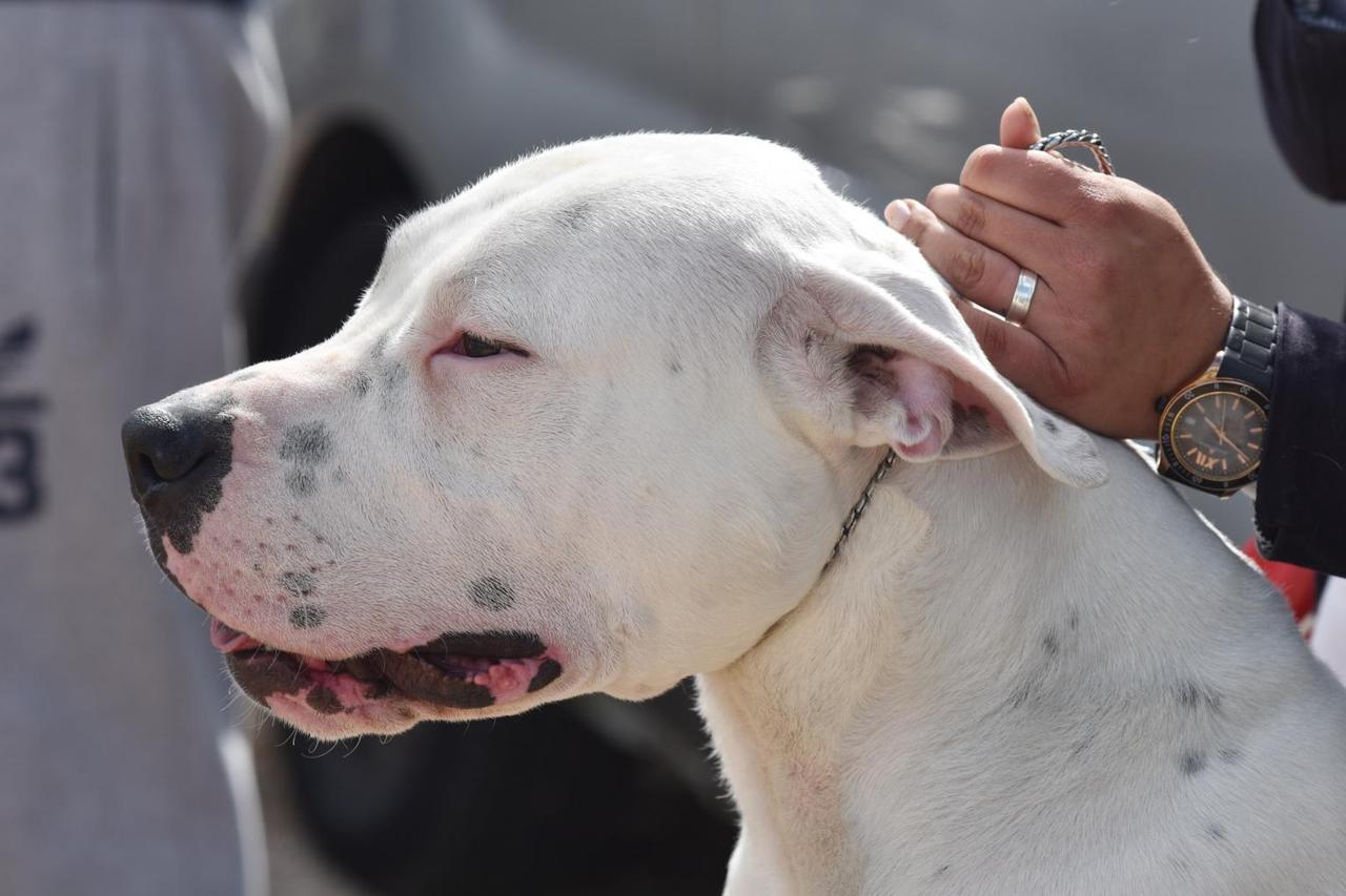 Argentinska doga/ilustracija