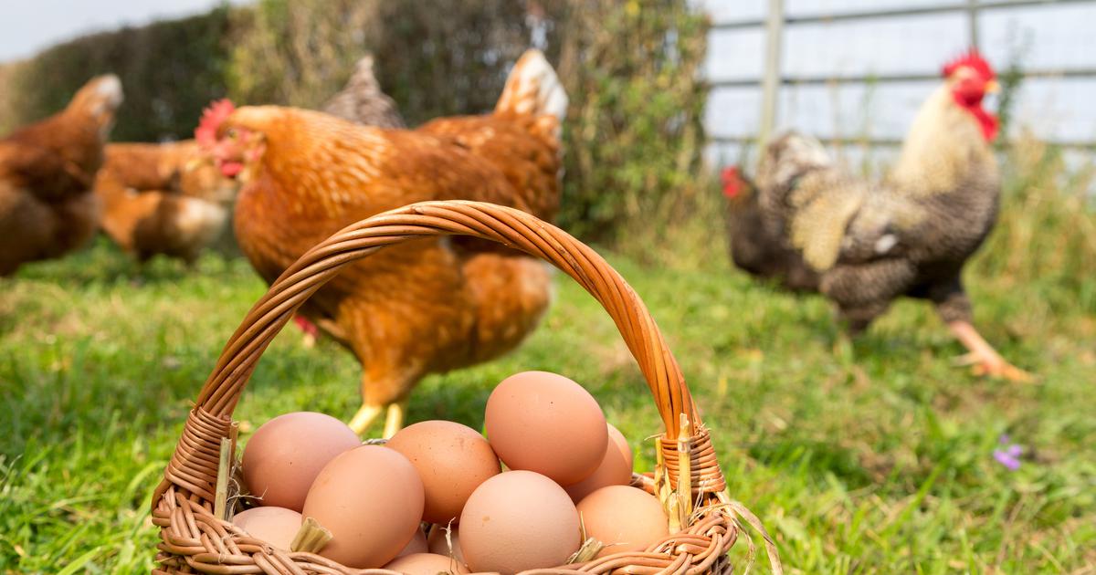 Je li prva bila kokoš ili jaje? Znanstvenici napokon pronašli odgovor na ovo vječno pitanje