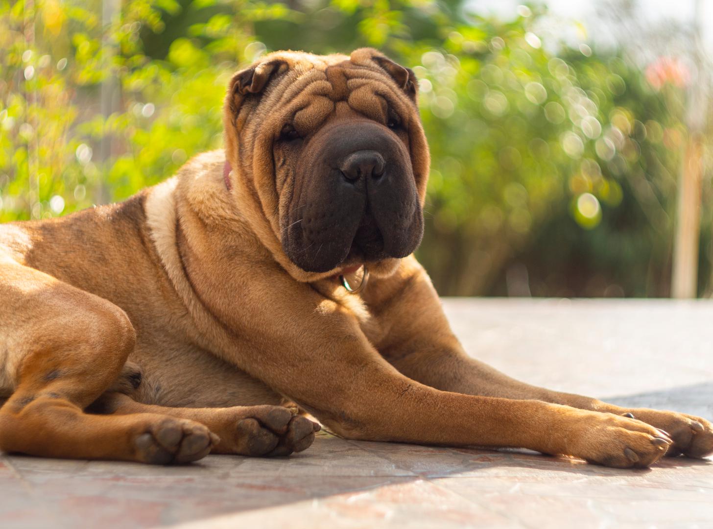 3. Shar-Pei: Za Shar-Pei, problem je više u ponašanju. Towers navodi 'agresivnost' kao razlog zašto ne želi posjedovati jednog od ovih pasa. Američki kinološki klub (AKC) upozorava da je njima potrebna rana socijalizacija i obuka. 'Shar-Pei su spokojni psi, ali će se suočiti s uočenom prijetnjom s upornošću i snagom', primjećuju ovi stručnjaci, 'Dominantni odrasli Shar-Pei, bez treninga, ozbiljan je problem'.