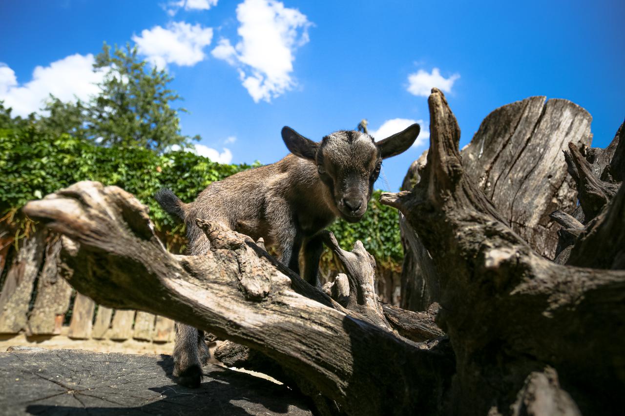 U Zoološki vrt u Zagrebu stigle dvije prinove patuljastih kozlića