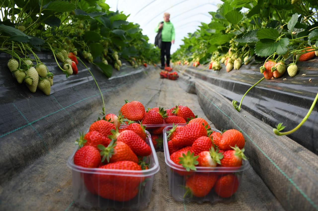 Varaždin: Slasne jagode mame Lilike obožavaju brojne poznate osobe, među njima je i Zlatko Dalić