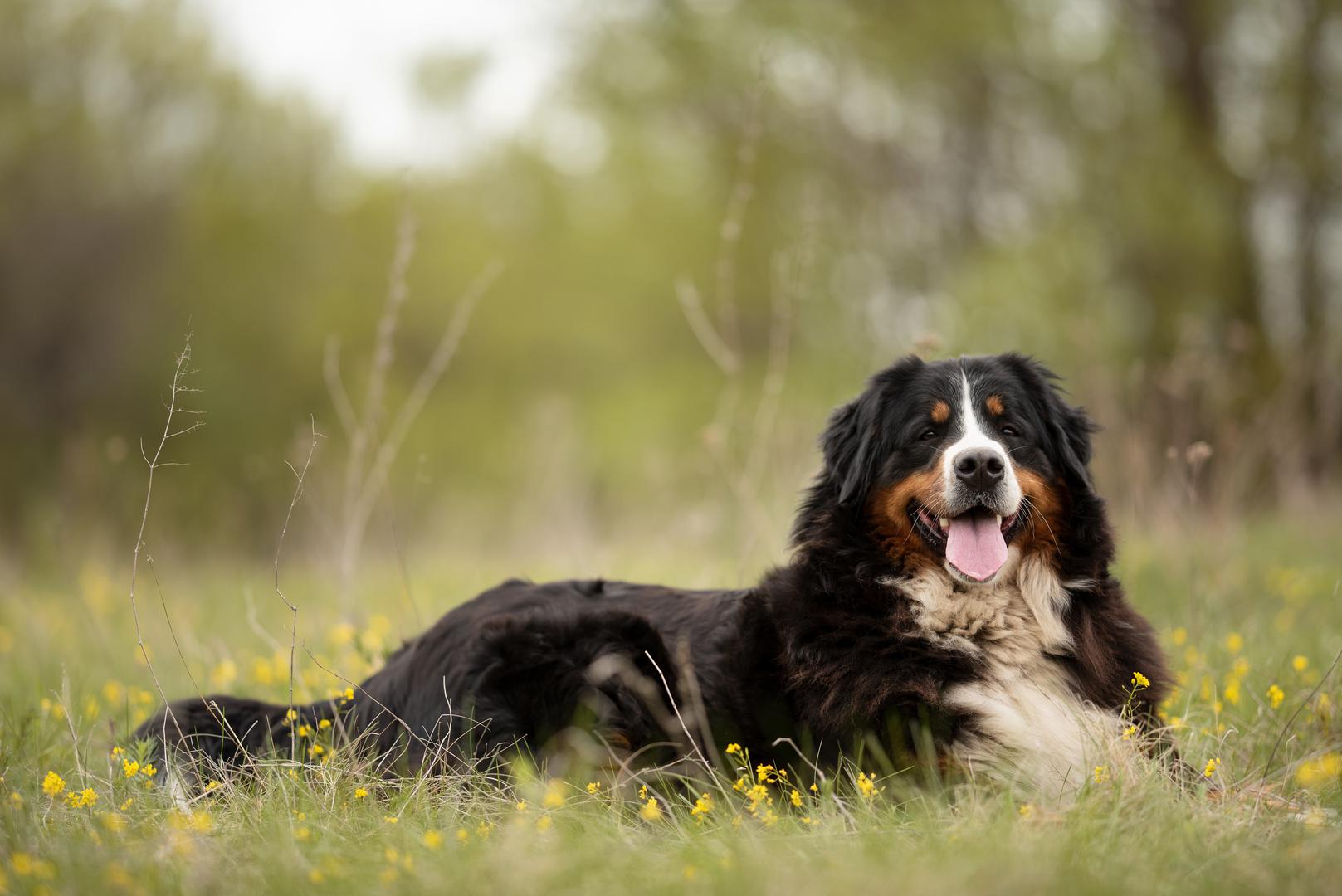 4. Bernski planinski pas: Na četvrto mjesto je stavio bernskog planinskog psa. Unatoč njihovoj velikoj građe, Ray je rekao da su ti psi vrlo slični medvjediću. Poznati su po svojoj privrženoj i odanoj prirodi, kao i po svojoj inteligenciji. Stručnjak je objasnio da ovaj pas napreduje u obiteljskoj situaciji i da mu je također potrebna minimalna obuka. Naglasio je i da ih je potrebno socijalizirati da bi se osiguralo da nema problema, ali da su i dalje odličan izbor za obitelji. "To je je moje mišljenje, ali radi se o fantastičnoj pasmini", rekao je Ray. Ljudi samo trebaju imati na umu da su to veliki psi, pa ih je najbolje nadzirati kada su s djecom. Rana socijalizacija, dosljedna obuka i podučavanje djece kako pravilno komunicirati sa psom ključni su za siguran i pozitivan odnos.