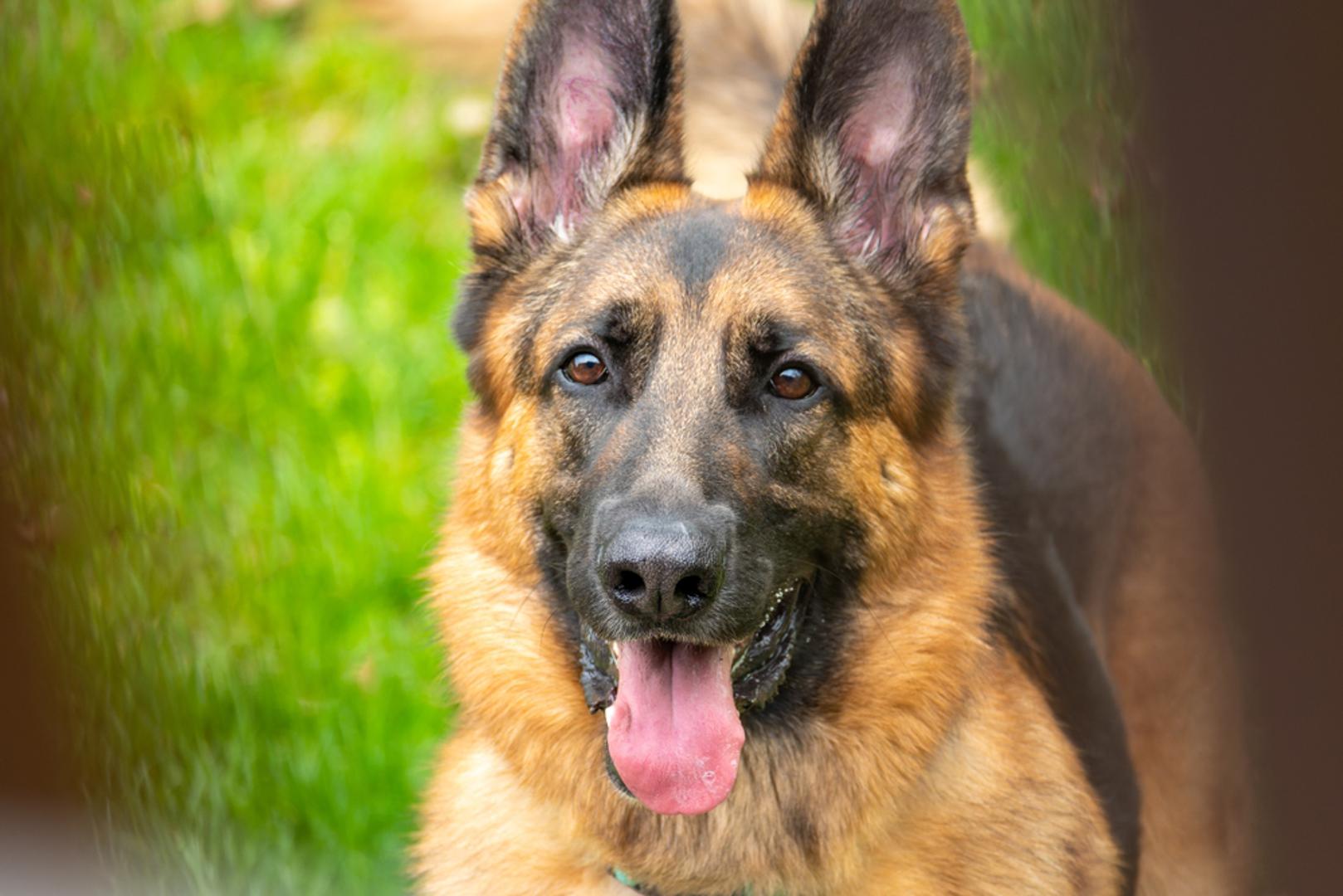 Njemački ovčar: Njemački ovčar snažno se veže uz obitelj i voli imati 'zadatak'. Kad ostane bez društva i stimulacije, može razviti stresne obrasce. Inteligencija i radni nagon traže jasno strukturiran dan. Samostalno ostajanje treba graditi postupno, uz igre njuškanja i poslušnost kao mentalni ventil.