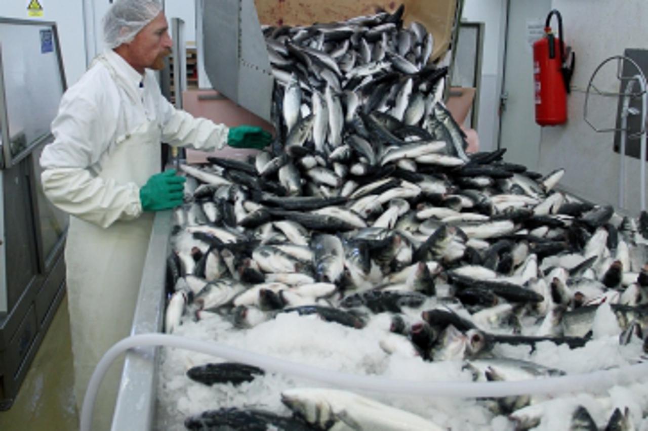 '16.10.2013., Zadar - Cromaris je tvrtka koja se bavi uzgojom, preradom i prodajom autohtone Jadranske ribe i ostalih morskih proizvoda. Pogon prerade ribe. Sortiranje i spremanje ribe nakon sto je ri