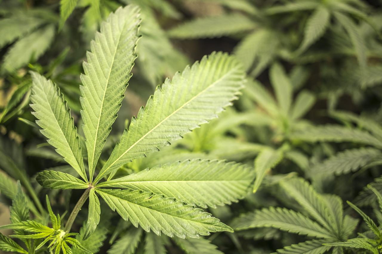 marihuana