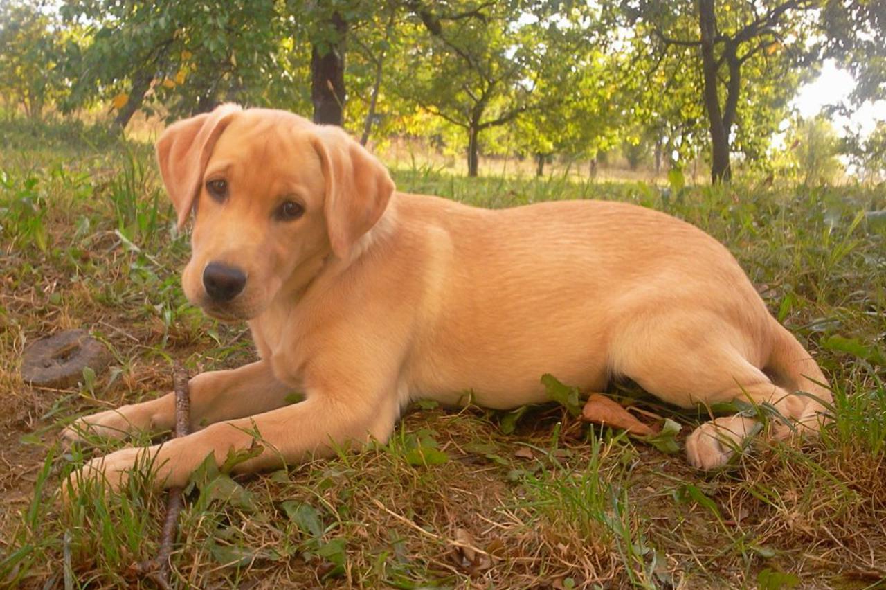 ljubimci-najljepši pas