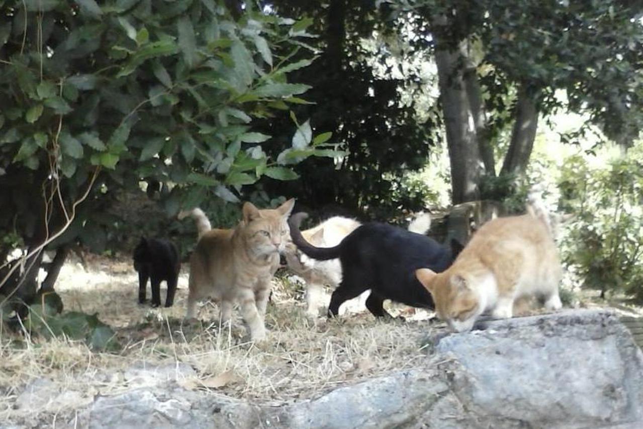 Mačke Lič