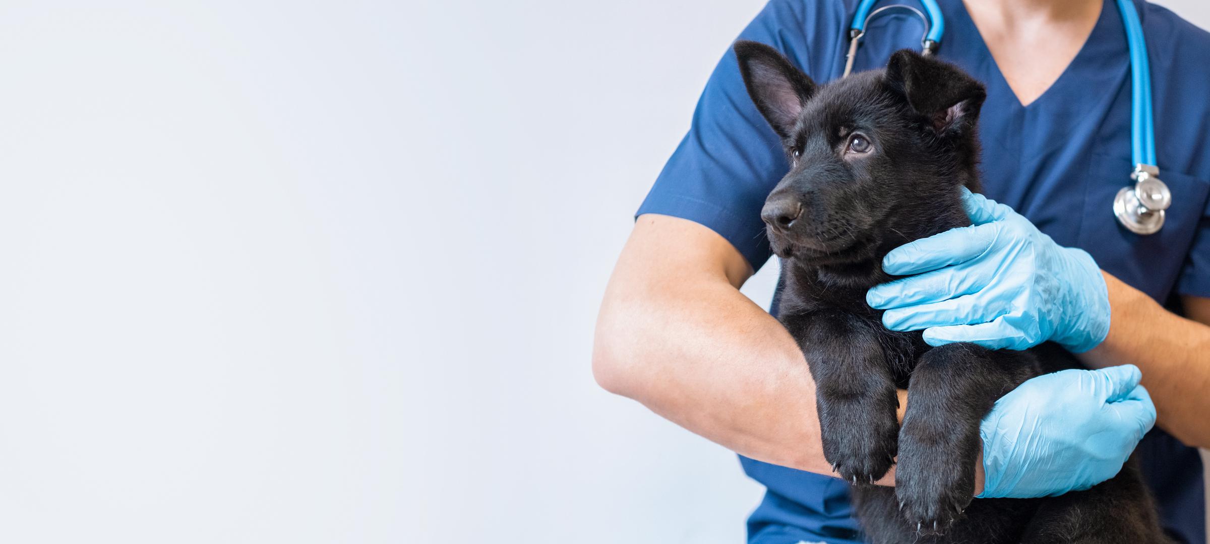 Veterinarka Sierra Towers objavila je video na svom računu @sierra.towers, u kojem otkriva osam vrsta pasa koje nikad ne bi imala. Većina ovih pasa izdvojena je zbog zdravstvenih problema specifičnih za pasmine koji bi vjerojatno mogli dovesti do velikih veterinarskih računa, ali u kombinaciji postoje i neki problemi u ponašanju.
