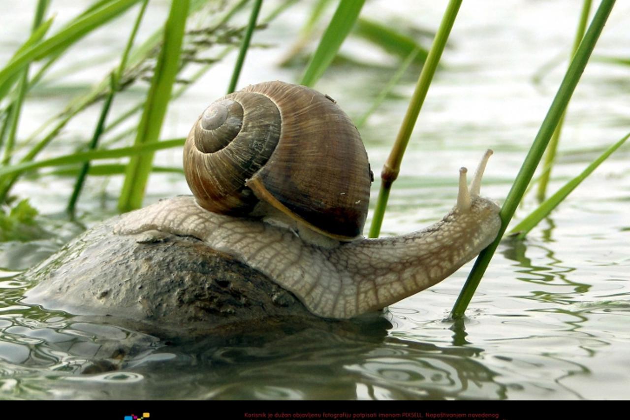 '18.05.2010., Slatina - Zbog poplavljenih stanista puzevi brzinom od 1,8 metara na sat spasavali svoje kuce pred bujicom.  Photo: Dragutin Santosi/Vecernji list'