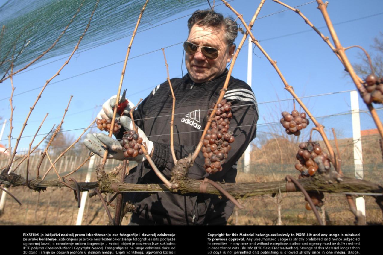 '22.01.2012. Oresje, Hum na Sutli - Poznatom zagorskom vinaru Borisu Drenskom i vlasniku vinarije Bodren clanovi obitelji i prijatelji pomazu u tradicionalnoj berbi na blagdan svetog Vinka.  Photo: Ma