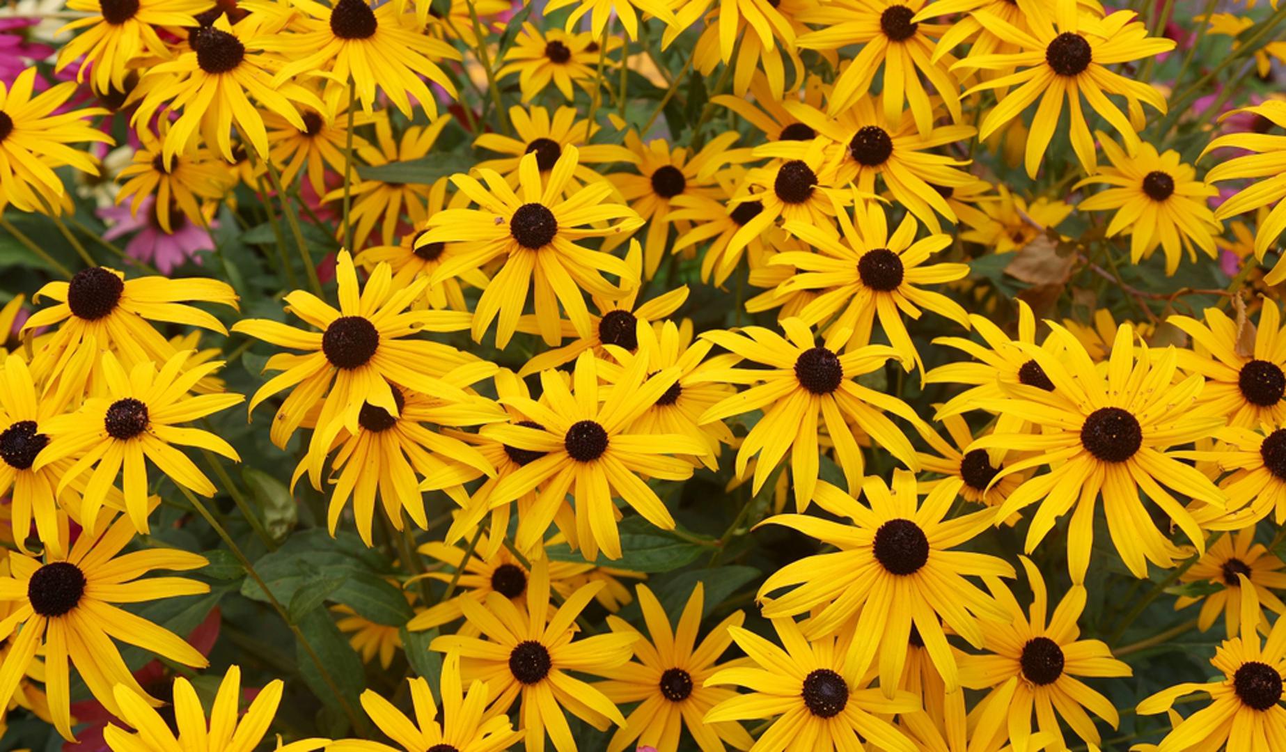 Rudbekija: Poznata i kao crnooka suzana, rudbekija je cvijet koji donosi veselje u vrt svojom jarkom žutom bojom. Otporna je na razne vremenske uvjete i lako se razmnožava, osiguravajući cvjetanje svake godine.