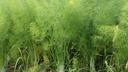 Slavonian Farmer Finds Fortune in Fennel Cultivation