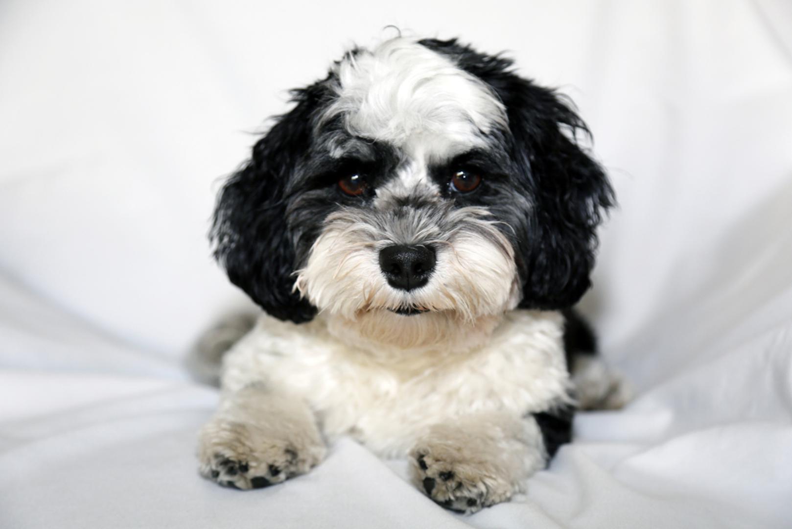 Havaneser: Vedra, stabilna pasmina koja voli ljude i radije je uz obitelj nego sama. Potreban mu je umjeren dnevni izlazak i kratka igra, ali obično nije hiperaktivan ni naporan. Dobro se uklapa u kućni život, uz redovito češljanje i osnovnu dresuru.