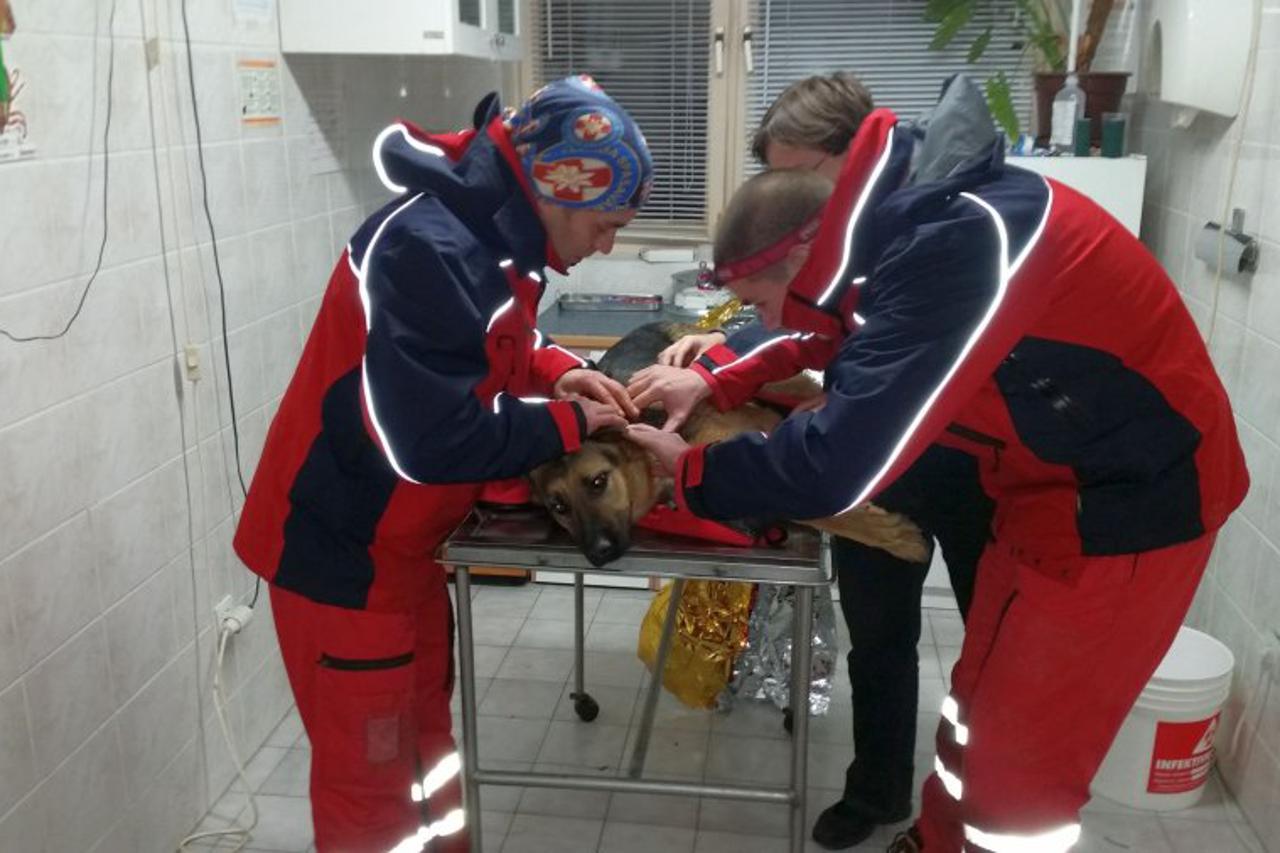 ozlijedjena kujica Astra HGSS-a ustrijeljena iz vatrenog oruzja  Foto: Vanja Kotur/HGSS