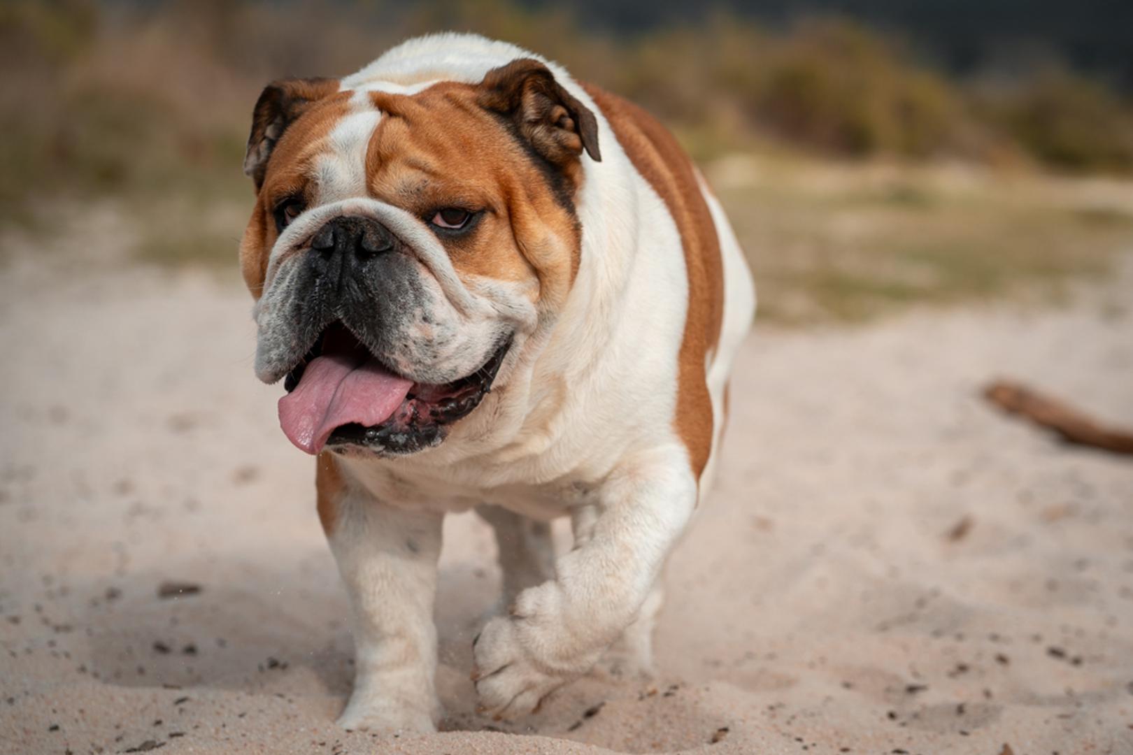 Engleski buldog: Ova pasmina često zahtijeva više veterinarske skrbi zbog problema s kožom, disanjem i zglobovima pa je osiguranje ili 'fond za veterinara' pametna ideja. Nabori kože traže redovitu higijenu kako bi se spriječile upale i neugodni mirisi. Zbog građe i osjetljivosti na vrućinu često traži poseban režim aktivnosti, što također utječe na opremu i brigu.