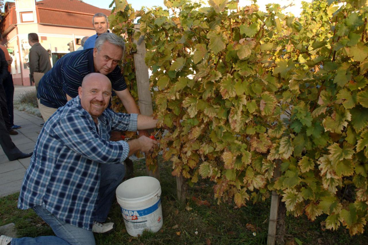 Berba graševine u Kutjevu (1)