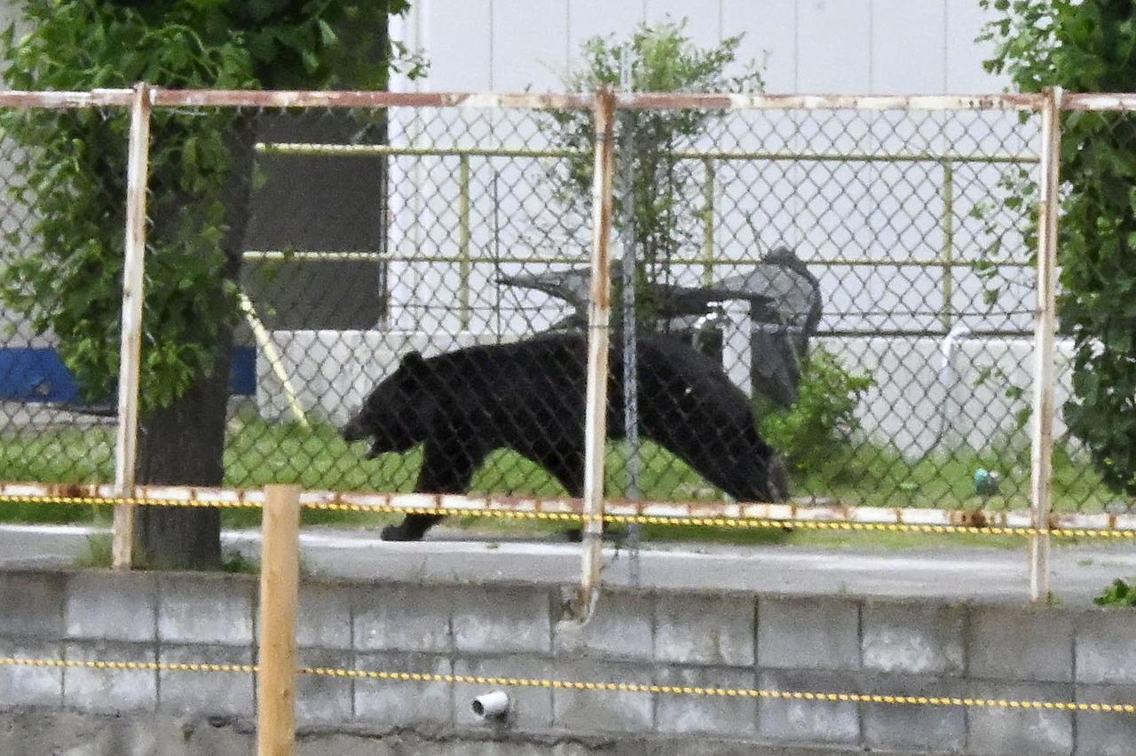 Asian black bear sighted in Fukushima