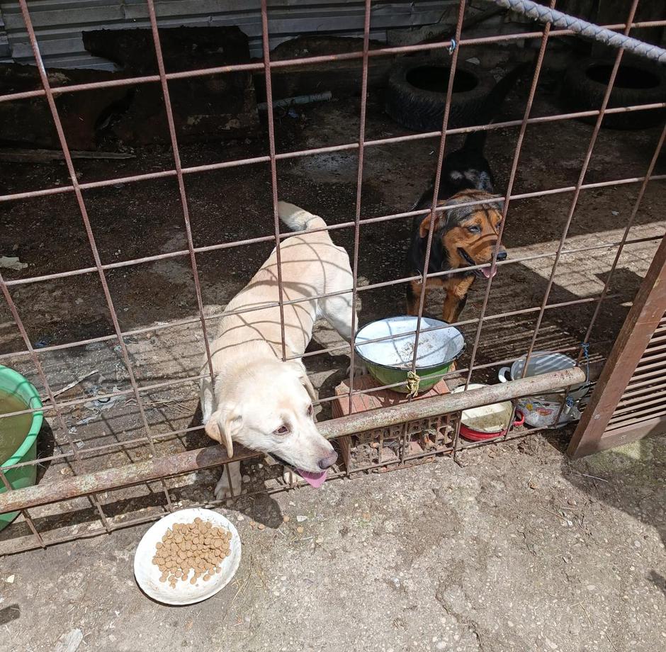 Hrana s druge stgrane žice