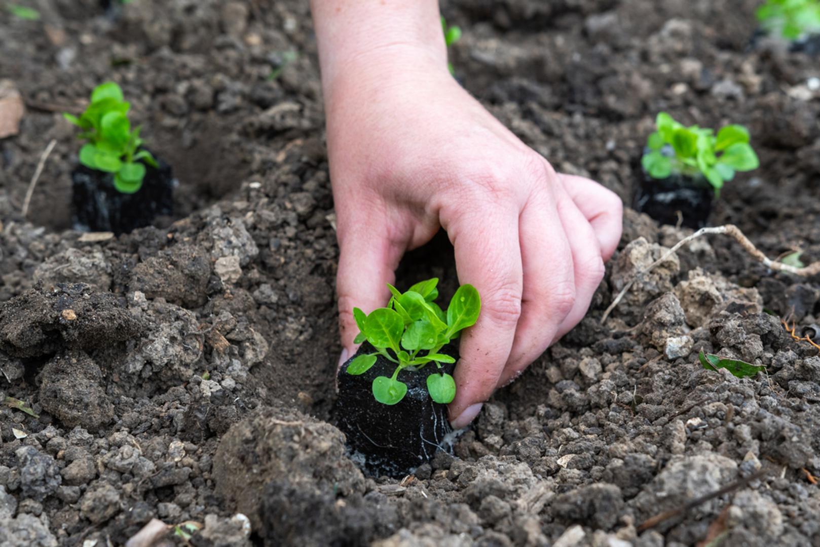 Matovilac: Ova salata najbolje uspijeva kad dani postanu kraći. Sjetva u rujnu osigurava svježe listove tijekom zime, a otporan je i na mraz. Najbolje raste na rahlim i humusnim tlima, a može se sijati sukcesivno kako bi berba trajala duže.