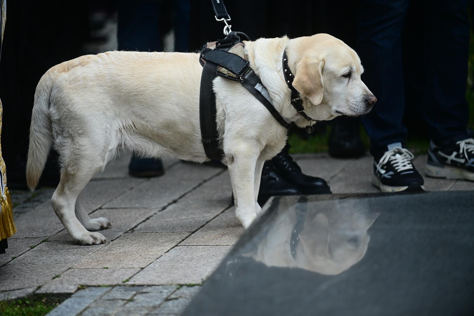 Cijelom sprovodu svjedočila je Duletova kujica Žuta za koju je bio iznimno vezan. Ana ju je držala na uzici, a sama kujica izgledala je vrlo potišteno.