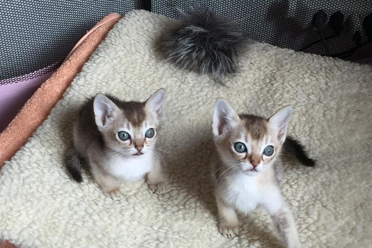 Savez felinoloških društava Hrvatske