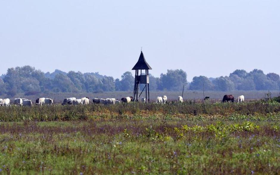 29.09.2016., Oprisavci, Gajna - Zasticeni pasnjak Gajna. Gajna je tipicni slavonski prisavski pasnjak oplemenjen mocvarnom florom i faunom