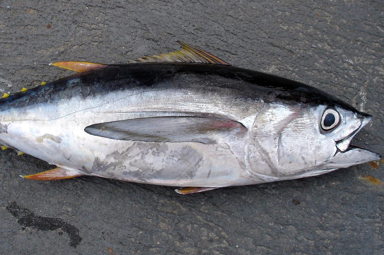 tuna