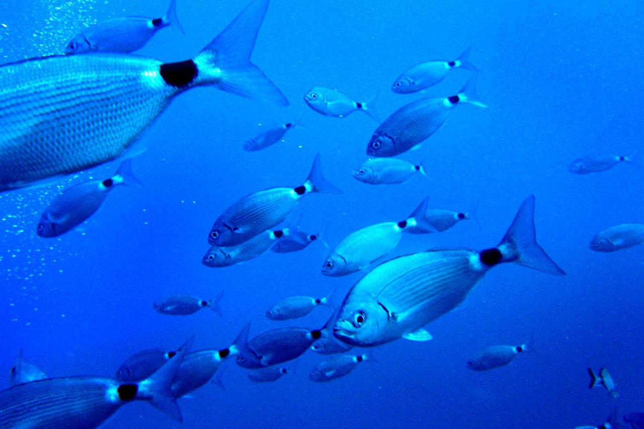 Fish in the Mediterranean sea on the south coast of the Balearic island of Mallorca