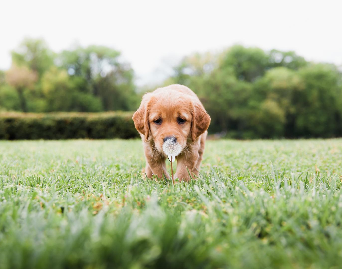 Strijelac: Ovi ljubimci su pravi istraživači – ne vole biti zatvoreni u kući predugo. Obično su vrlo radoznali i oduševljeni novim mirisima, ljudima i lokacijama. Vole putovanja, šetnje i otvorene prostore. Ipak, zbog svoje nepredvidive naravi mogu biti skloni bijegu ako ih se ne pazi. Obožavaju igru, ali i neovisnost – neće stalno tražiti pažnju, već će sami birati kad žele društvo. Idealni su partneri s Blizancima koji dijele njihovu potrebu za istraživanjem.