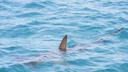 Austrian media report rare fox shark sighting off Croatian coast