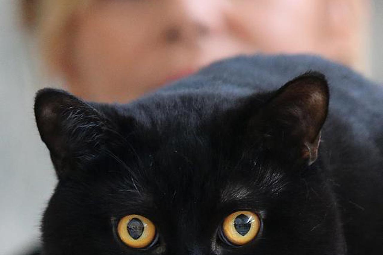 Izložba mačaka (1)