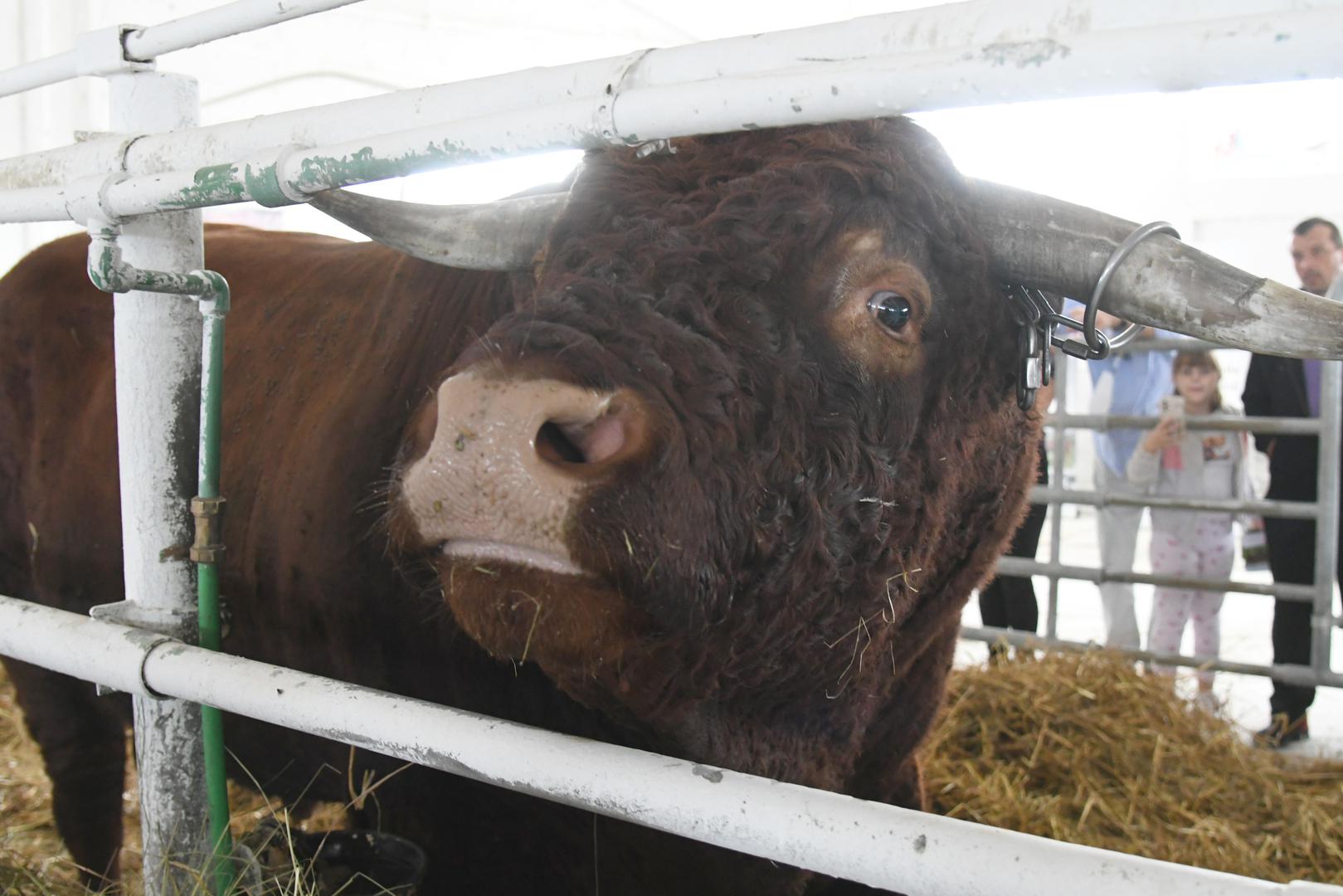 Poseban naglasak stavljen je na Državnu stočarsku izložbu, koja se ove godine održava po 31. put i na kojoj se mogu razgledati najkvalitetnija grla iz govedarstva, konjogojstva, svinjogojstva, ovčarstva, kozarstva, peradarstva i pčelarstva.