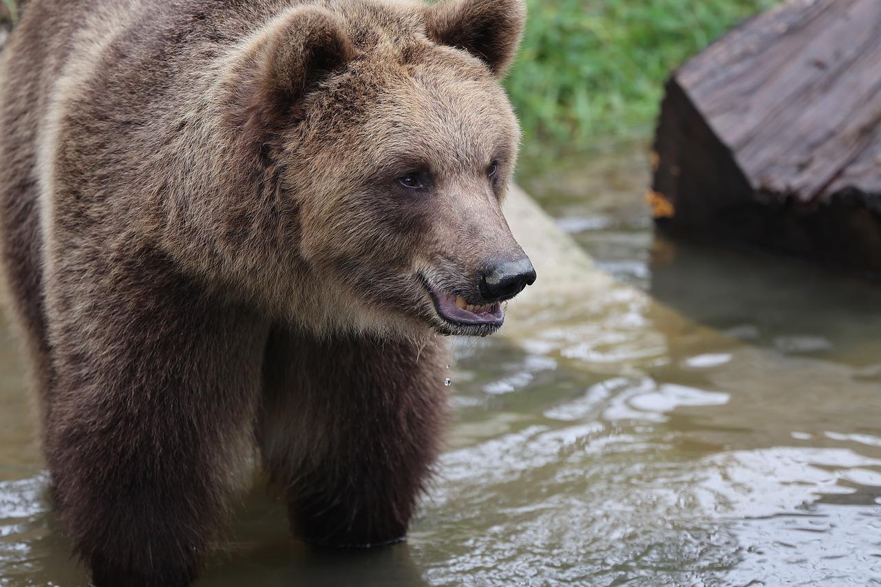 Zagrebački zoološki vrt dobio nove stanovnike, medvjediće Alberta i Ketu