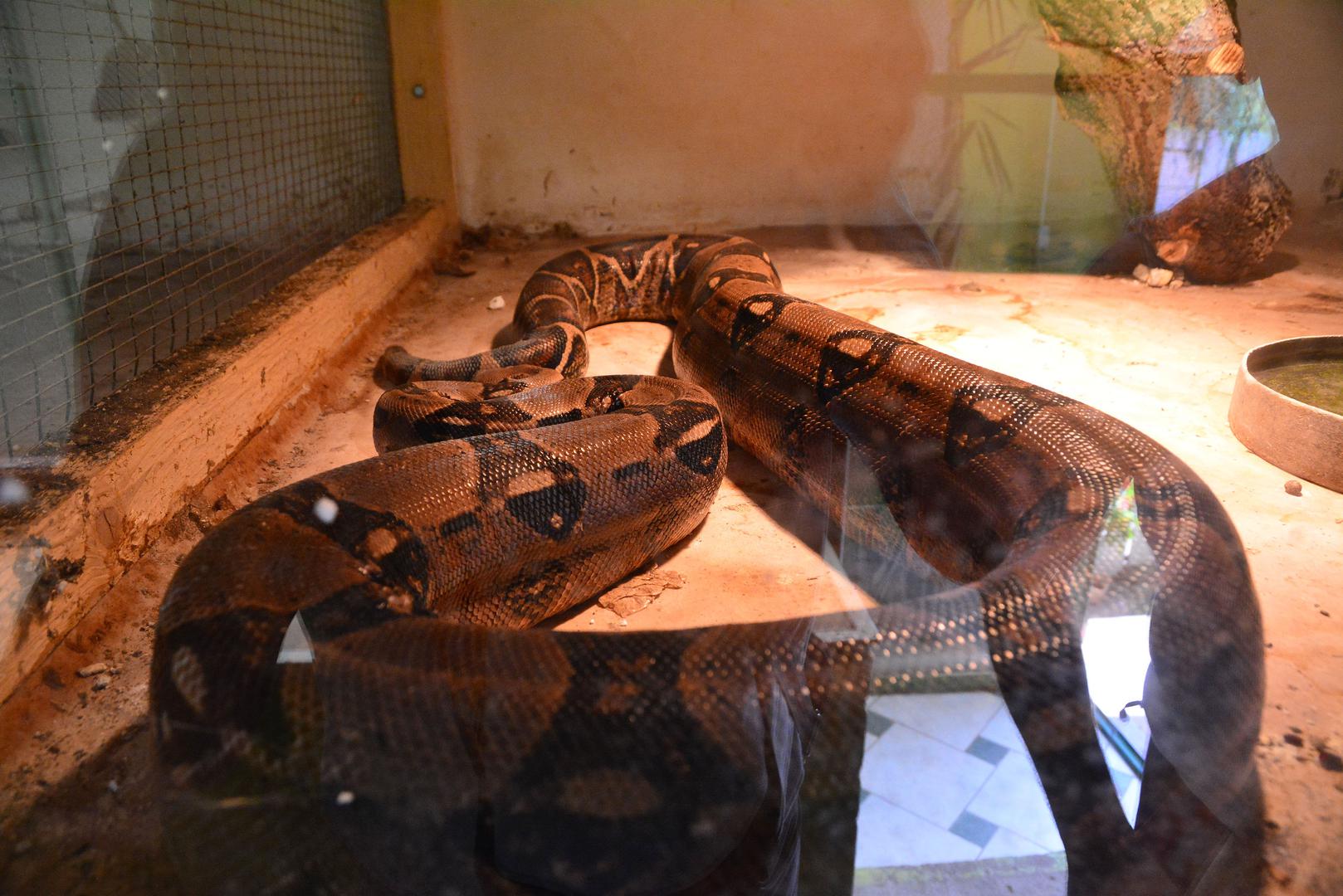 Kraljevski udav: lat. Boa constrictor. Regija: Amerika. Dužina do tri metra