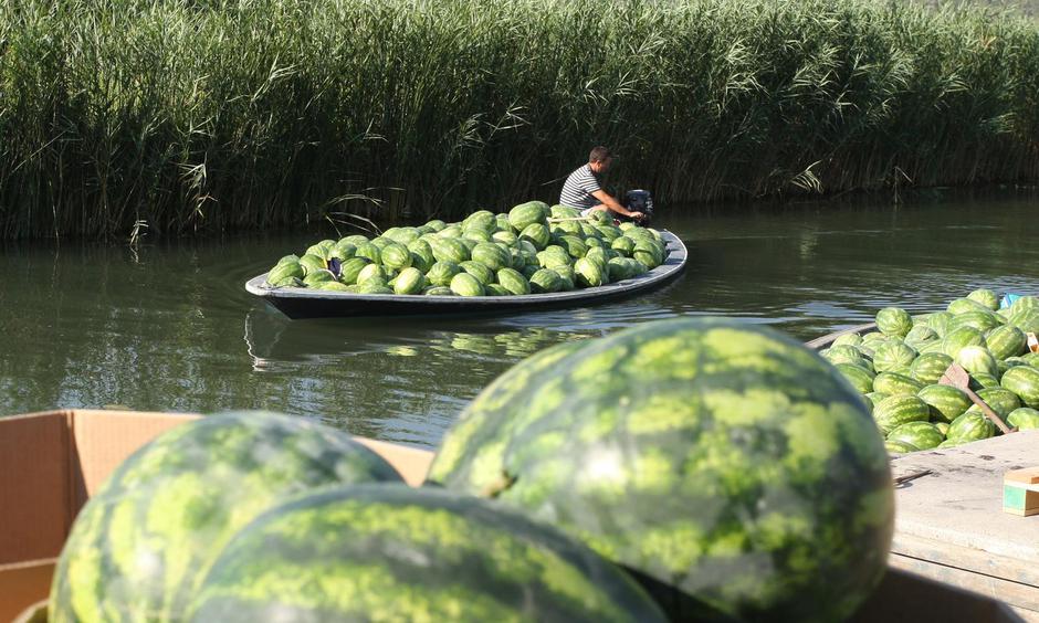 Opuzen: Po?ela sezona berbe i otkupa lubenica u dolini Neretve