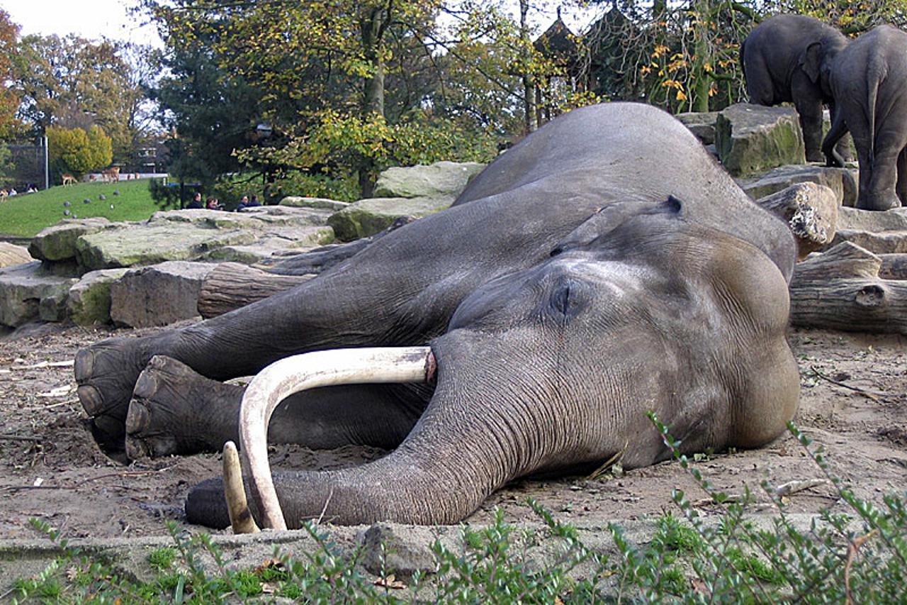 Slon spava