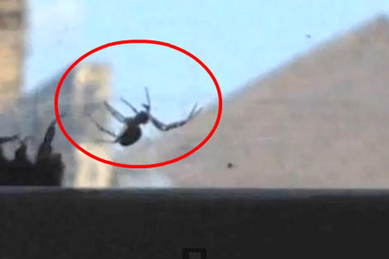 Bumbar spasio svog prijatelja bumbara iz paukove mreže