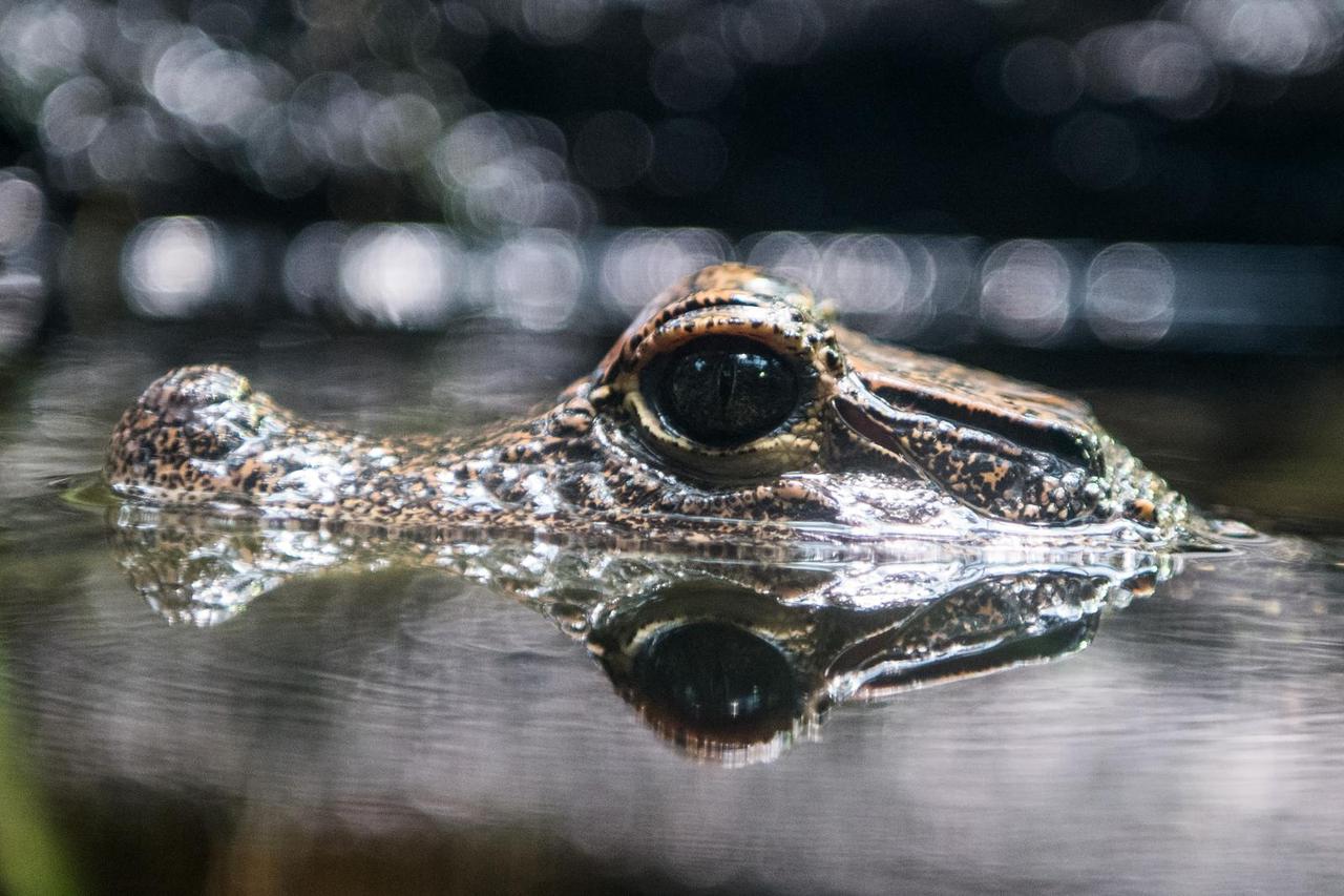 Krokodil