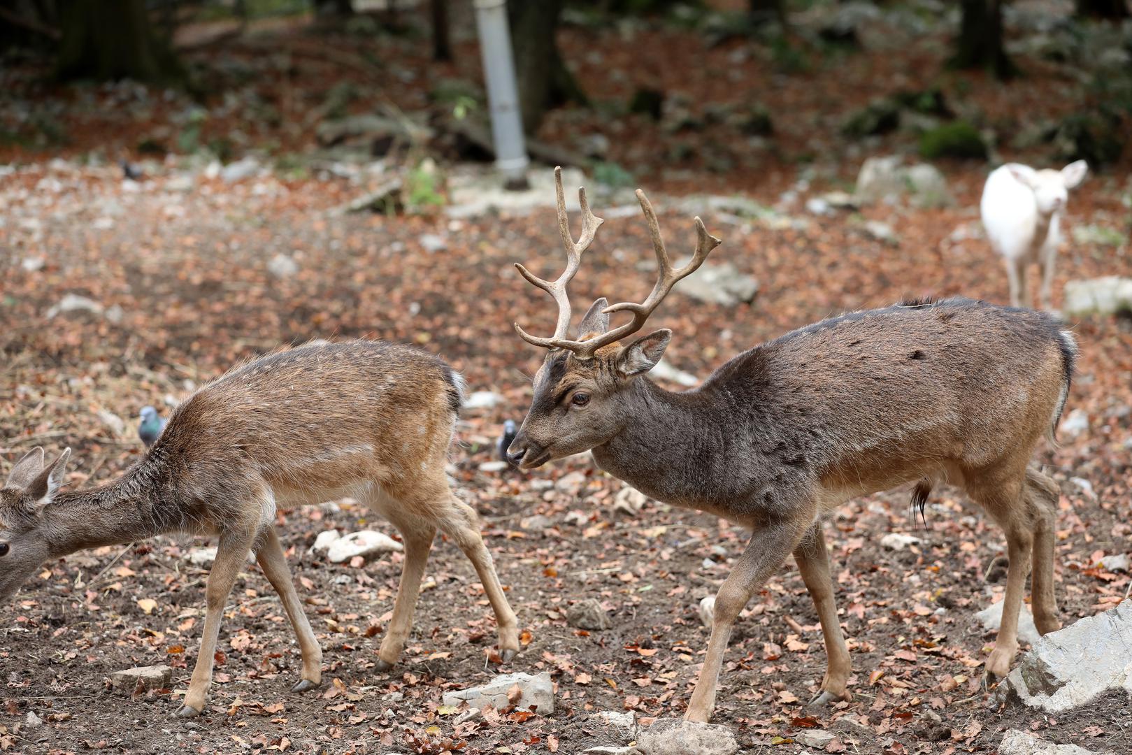 18.10.2023., Delnice - Jeleni lopatari u park sumi Japlenski vrh pored Delnica. Photo: Goran Kovacic/PIXSELL