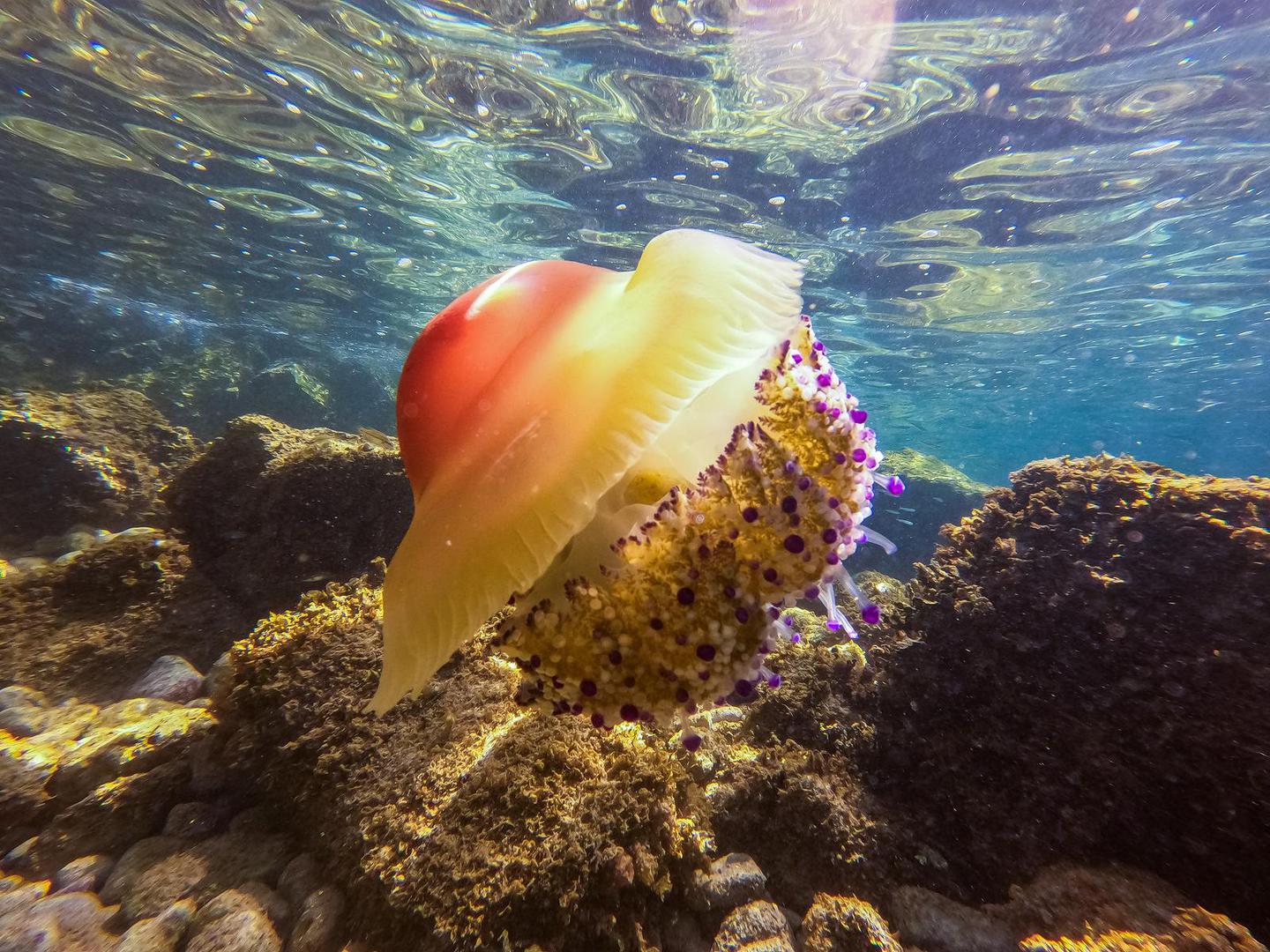 Meduze imaju duge lovke ili "krakove" sa žarnim stanicama koje luče otrovni sadržaj. Dodirnu li se, dolazi do izbacivanja žarne niti koja ubada tkivo koje ju je dodirnulo i prenosi otrov. Otrov iz lovki meduza kod čovjeka izaziva prodornu bol sličnu boli opekline, zatim crvenilo/osip kože, oteklinu i pojavu mjehurića. 